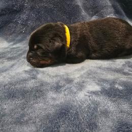 Yellow - Black and rust female Beauceron puppy in Batavia, New York from Oakland Beaucerons