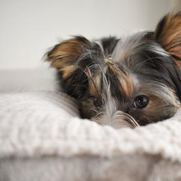 Lumière - Black tan and white male Biewer Terrier puppy in California from Skyridge Puppies