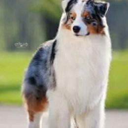 Australian Shepherds from Mari Jebens' Australian Shepherds