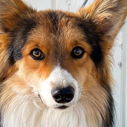 American Corgis and Pembroke Welsh Corgis from PiffNPuffcorgis
