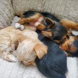 Biewer Terrier and Yorkshire Terrier Puppies from 1.StarDreamPups
