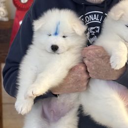 Samoyeds from Arctic Edge Samoyeds