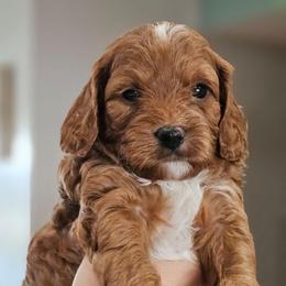 Woody - Red male Cavapoo puppy in Glendale, Arizona from Cool Cavapoos