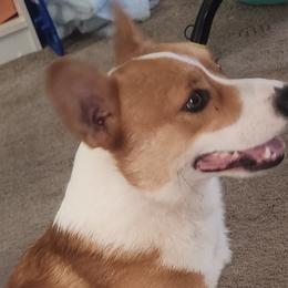 GusGus - Pembroke Welsh Corgi