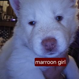Sassy - White female Siberian Husky puppy in Quincy, Illinois from Boden Breeding