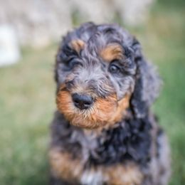 Bernedoodle Puppies from Aloha Bernedoodles of Austin