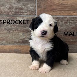 Sprocket - Gray and white Old English Sheepdog puppy in Blackfoot, Idaho from What the Fluff Old English Sheepdog