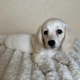 Bunny - Cream female Dachshund puppy in Menifee, California from TeenieWeenieDoxies