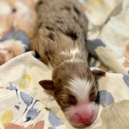 Garnet - Red merle female Miniature American Shepherd puppy in Covington, Louisiana from Corner Oak Aussies