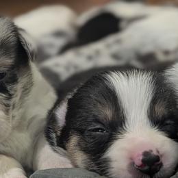 Cardigan Welsh Corgis and Pembroke Welsh Corgis from Triple B Corgis