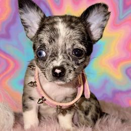 Chihuahua puppies from Chihuahua casa
