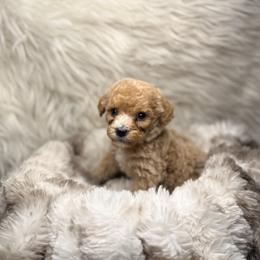 Maple - Red  female Poodle puppy in Allentown, Pennsylvania from Poodles Are Mixy