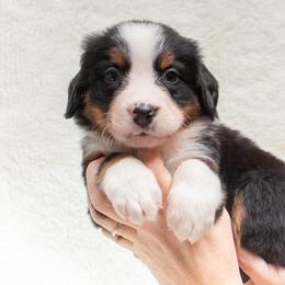 Bernese Mountain Dog Puppies from Berner Dynasty