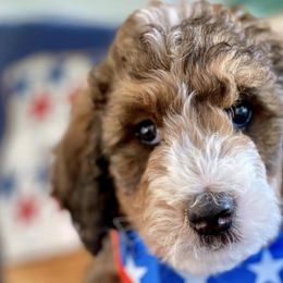 Bernedoodles from Lucky Paws Bernedoodles
