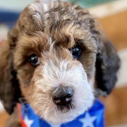 Bernedoodles from Lucky Paws Bernedoodles