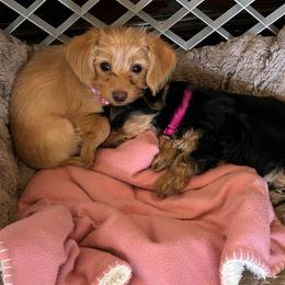 Addy - Cream female Dachshund puppy in El Paso, Texas from Stella's Lone Star Kennels