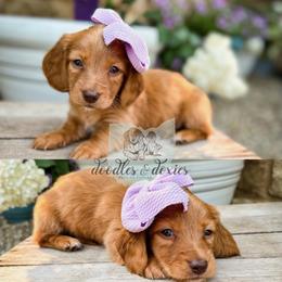 Dachshund, Goldendoodle, and Sheepadoodle Puppies from Doodles & Doxies