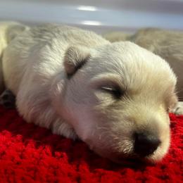 Cooper - Wheaten male Scottish Terrier puppy in Chattanooga, Tennessee from Oodles of Cuties!