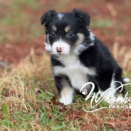 Girl 2 - Border Collie puppy from Whisenhunt Farms