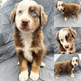 Red tri male 1 - Red tri male Miniature Australian Shepherd puppy in Brooker, Florida from Honey, I Shrunk the Aussies