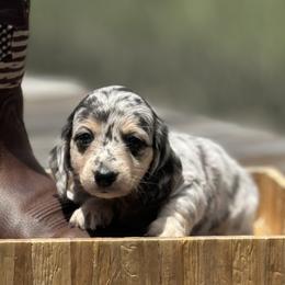 Dachshund Puppies from Coastal Bluff Pups