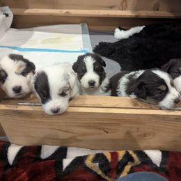 Australian Shepherd Puppies from Gypsy's Charm Australian Shepherds