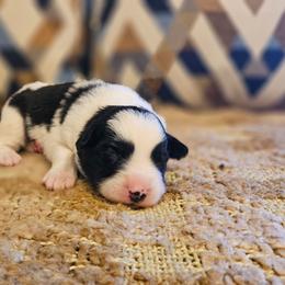 Tonka - Black and white male Border Collie puppy in Dewey, Arizona from Fásach Stockdogs