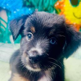 Jackson - Black tri male Miniature Australian Shepherd puppy in Wauchula, Florida from Sun & Moon Aussies