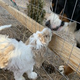 Bernedoodle and Goldendoodle Puppies from Colorado Springs Doodles