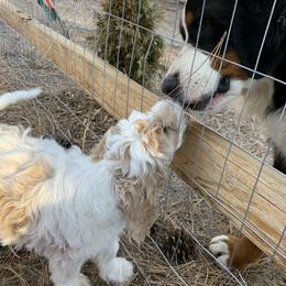 Bernedoodle and Goldendoodle Puppies from Colorado Springs Doodles