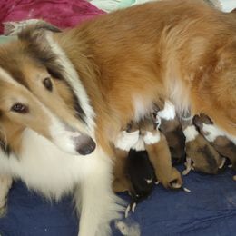 Collie and Miniature Australian Shepherd All Grown Up from Jeanah's Pups