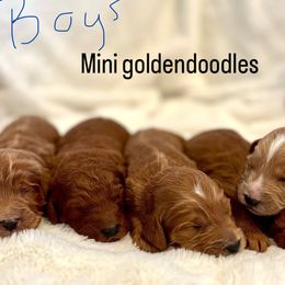 Goldendoodle Puppies from Poodle lovers
