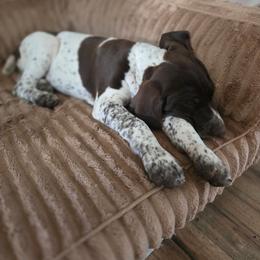 Blue Male - Liver and white male German Shorthaired Pointer puppy in Linton, Indiana from Red White and Blue Kennel