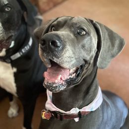 Joanie - Great Dane