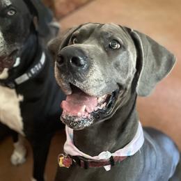 Joanie - Great Dane