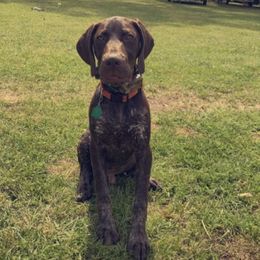 "Red male-Maverick X Thor 5 months old" German Shorthaired Pointer Puppies from CMC Farms