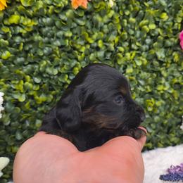 Little Caesar - Black and tan male Dachshund puppy in Jackson, Tennessee from BlackPine Kennels