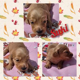 Suki - Cream female Dachshund puppy in Port Charlotte, Florida from Belinda's little darlings dachshunds