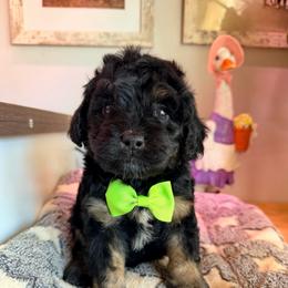 Cousin It - with training - Black and tan male Cockapoo puppy in Boonville, North Carolina from Doods & Dolls