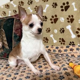 Jasper - Chihuahua
