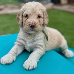 Rolex - Caramel ice male Australian Labradoodle puppy in Alamo, Texas from QuiSal Labradoodles