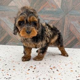 Apollo - Merle male Cockapoo puppy in Beresford, South Dakota from DAKOTA DOOD RANCH