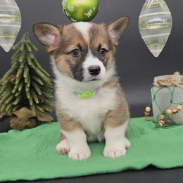 Juliet - Sable female Pembroke Welsh Corgi puppy in Dickeyville, Wisconsin from J&R Shepherds & Corgis