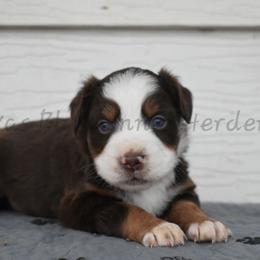 Girl 3 - Red tri female Miniature Australian Shepherd puppy in Lubbock, Texas from Texas Bluebonnet Herders