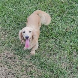 Cookie - Dachshund