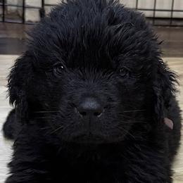 Brown boy - Black male Newfoundland puppy in Pottstown, Pennsylvania from Latin of Course Newfoundlands