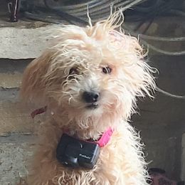 Modelo - Labradoodle