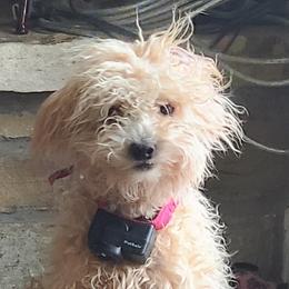 Modelo - Labradoodle