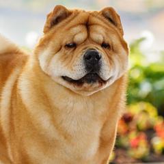 Chow Chow from Graystone Kennel