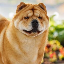 Chow Chow from Graystone Kennel